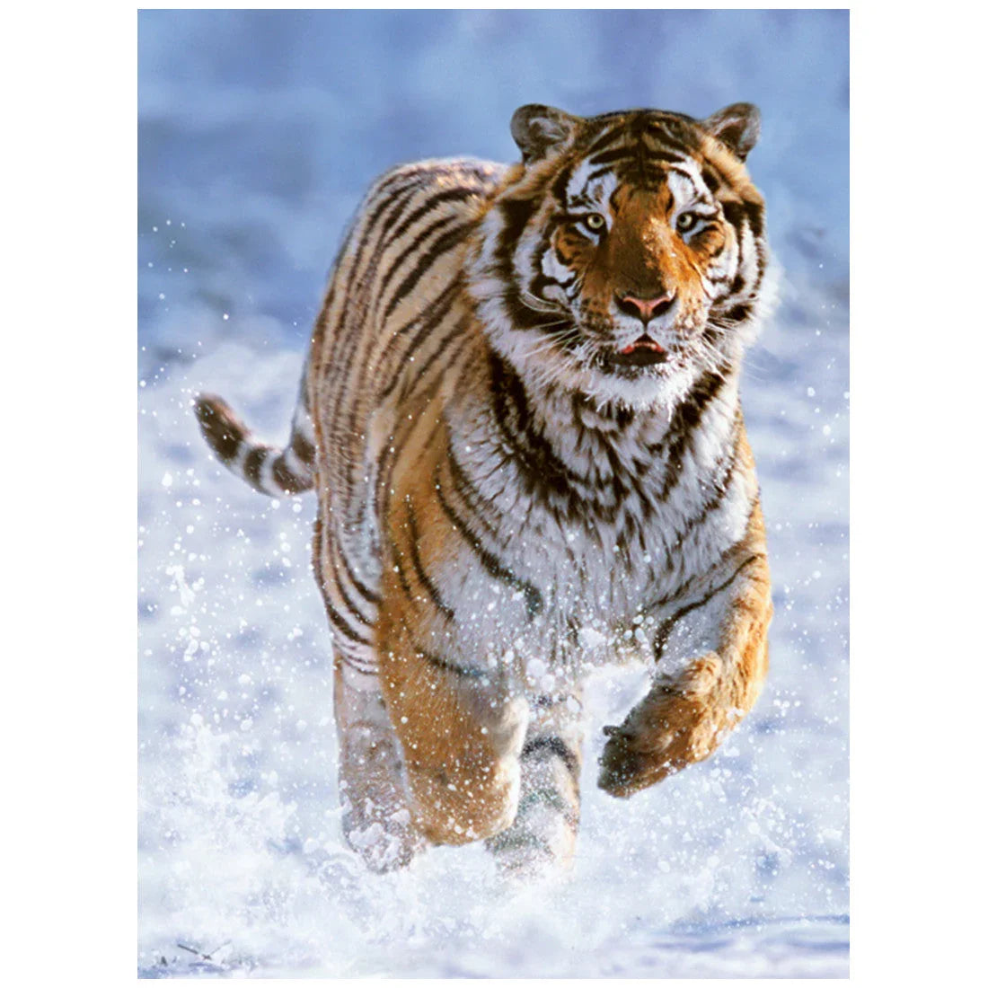 Rompecabezas 500 Piezas Tiger in Winter - Tigre en invierno