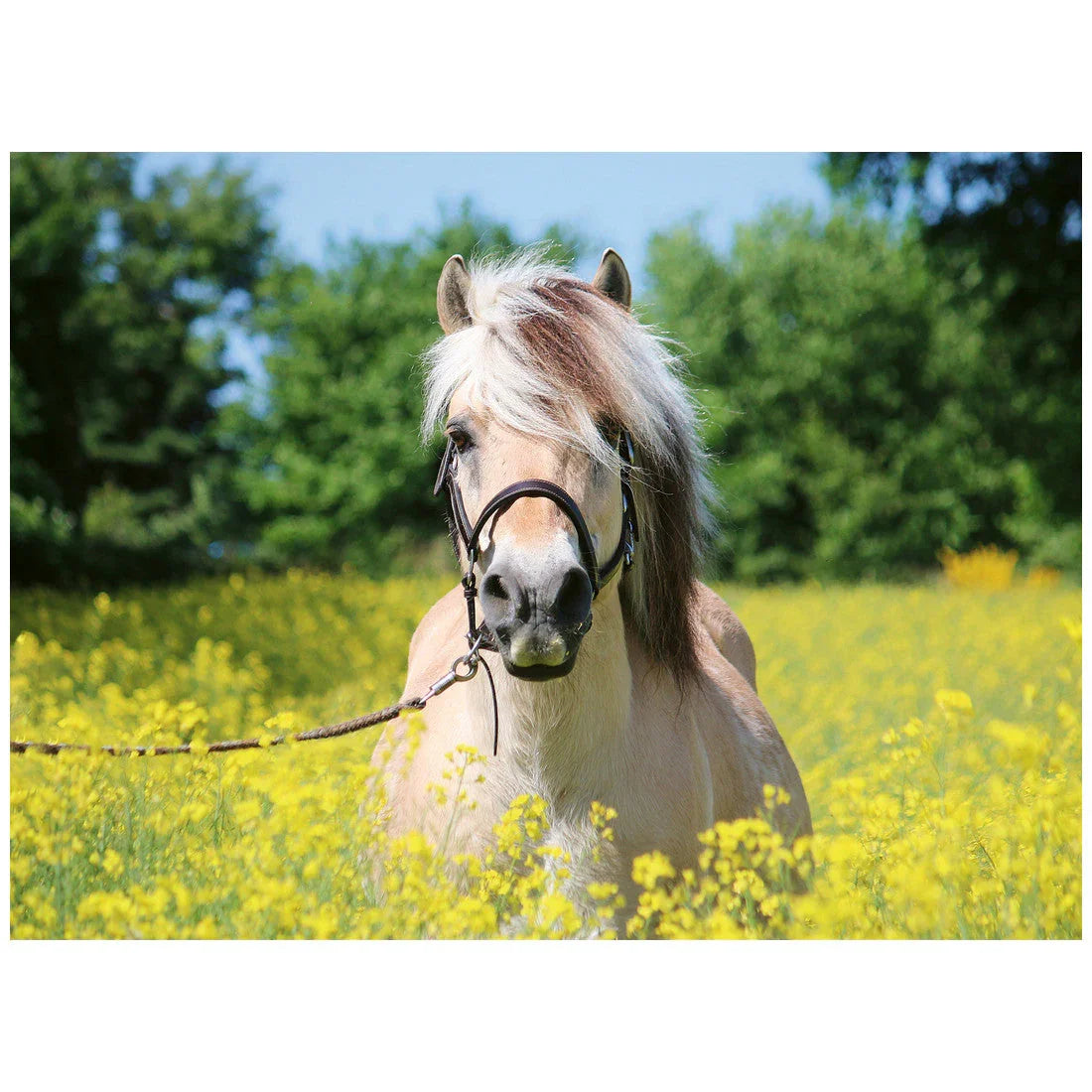 Rompecabezas 500 Piezas White horse - Caballo blanco