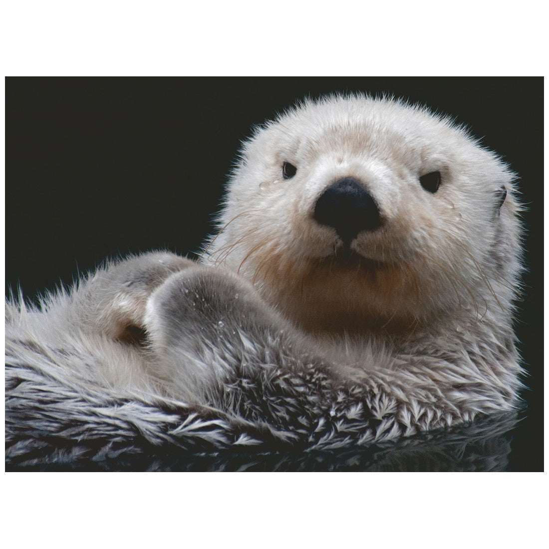 Rompecabezas 500 Piezas Süßer kleiner Otter - Nutria pequeña y dulce