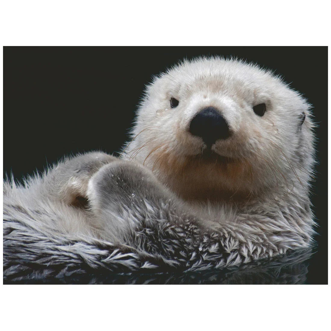 Rompecabezas 500 Piezas Süßer kleiner Otter - Nutria pequeña y dulce