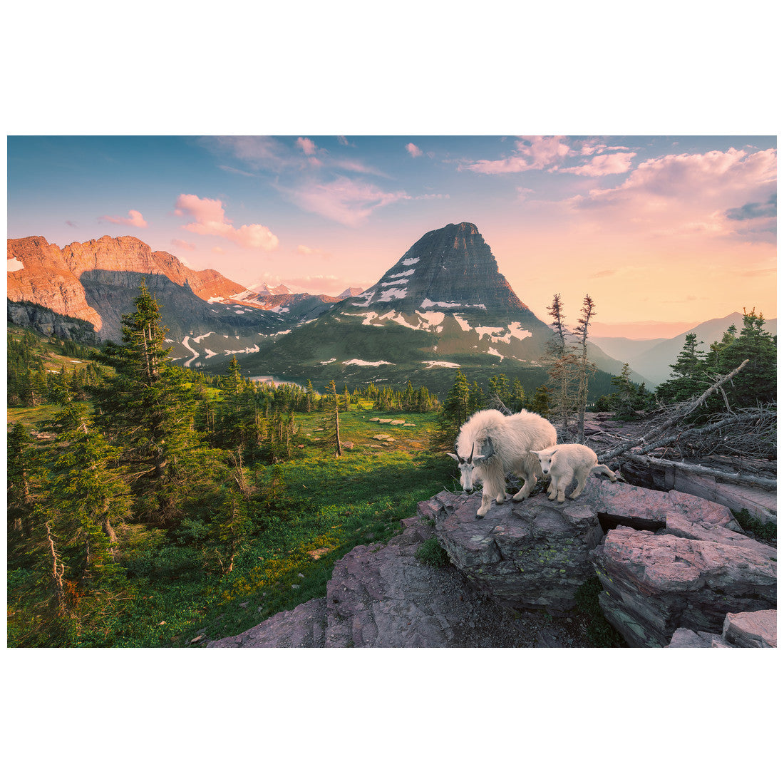 Rompecabezas 3000 Piezas Alpine Goat with Baby - Cabra alpina con su cría