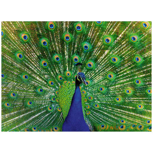rompecabezas-500-piezas-peacock-puzzle-pavo-real-rompecabezas-colombia
