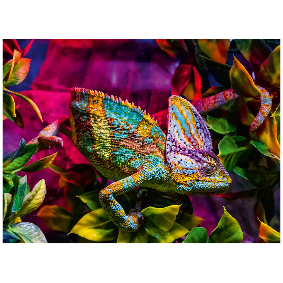 Rompecabezas 500 Piezas Chameleon Puzzle - Camaleón