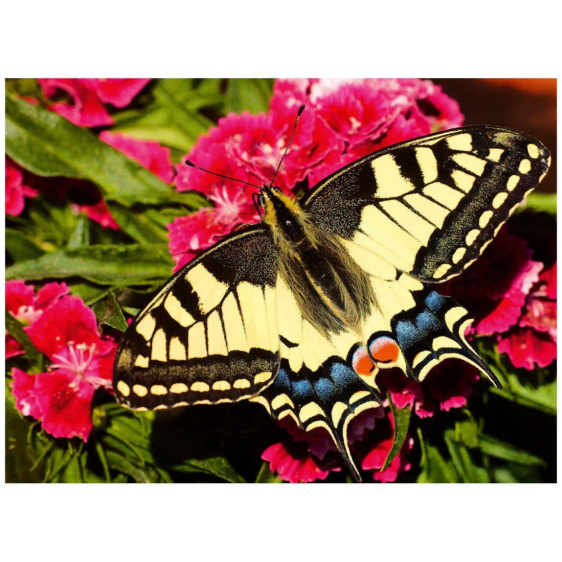 Rompecabezas 500 Piezas Butterfly Puzzle - Mariposa