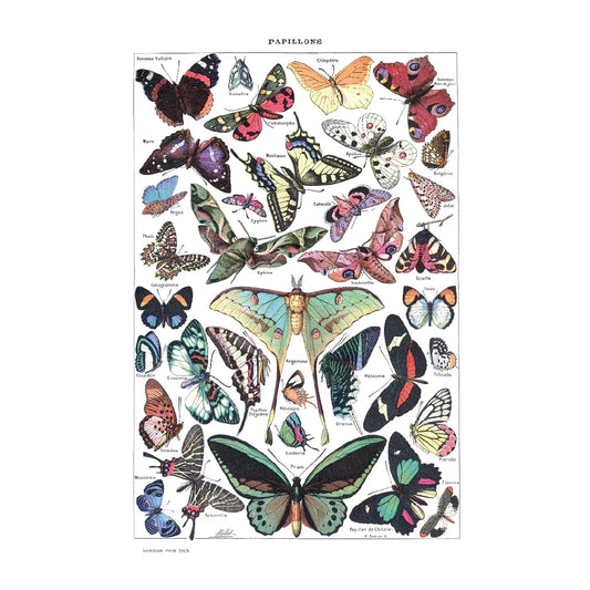 Rompecabezas de 100 piezas Las Mariposas del Pequeño Larousse