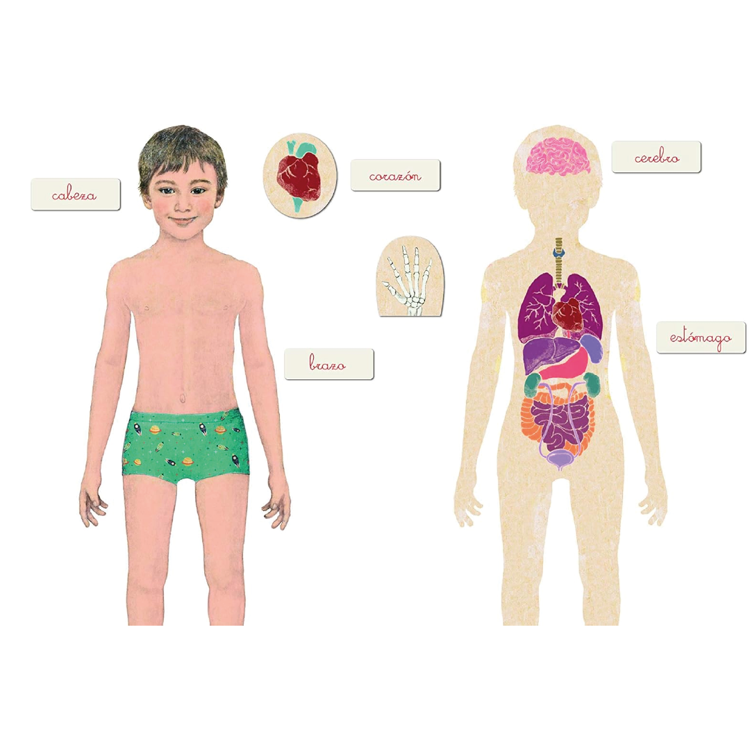 Juego Montessori – El cuerpo humano