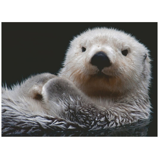 rompecabezas-500-piezas-s-er-kleiner-otter-nutria-peque-a-y-dulce-rompecabezas-colombia