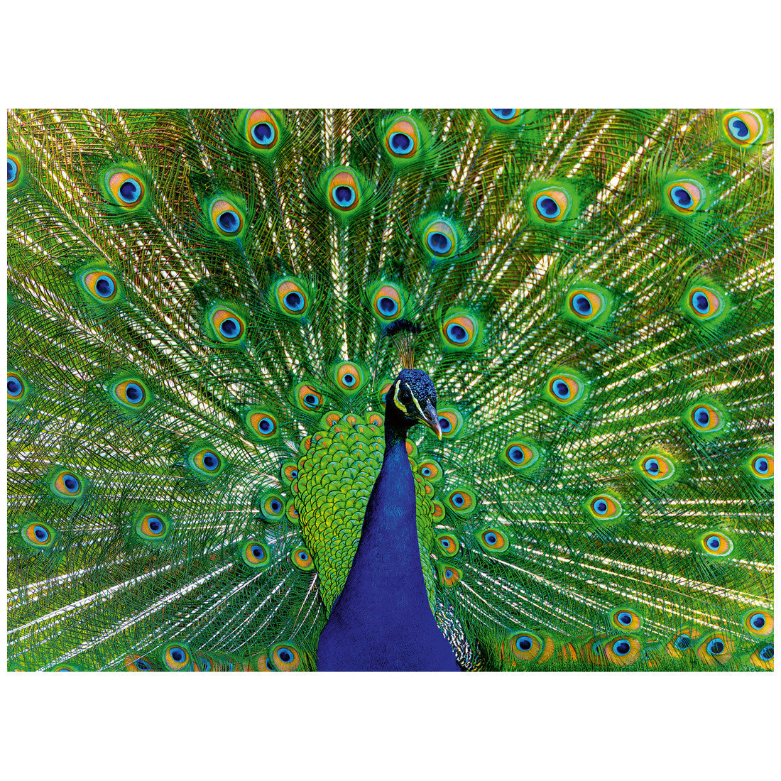 Rompecabezas 500 Piezas Peacock Puzzle - Pavo real